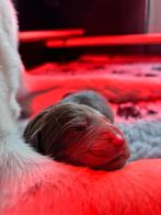 Prachtige zeldzame labradoodle pups, Dieren en Toebehoren, Honden | Niet-rashonden, Rabiës (hondsdolheid), 8 tot 15 weken, Meerdere