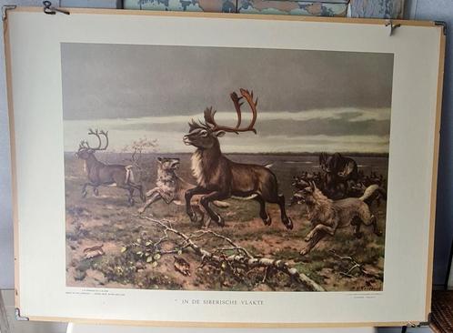 Vintage schoolplaat In de Siberische vlakte M.A Koekoek, Antiek en Kunst, Antiek | Schoolplaten, Natuur en Biologie, Ophalen