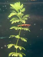 🦐Jonge Neocaridina Garnalen🦐 Rood “Red Cherry” Zie foto’s, Kreeft, Krab of Garnaal, Zoetwatervis, Schoolvis