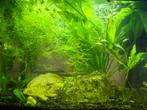 Guppy's, Dieren en Toebehoren, Vis