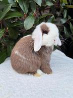 5 knappe minilop babybuns zoeken een fijn huisje/tuintje, Dieren en Toebehoren, Konijnen, Mannelijk, Dwerg