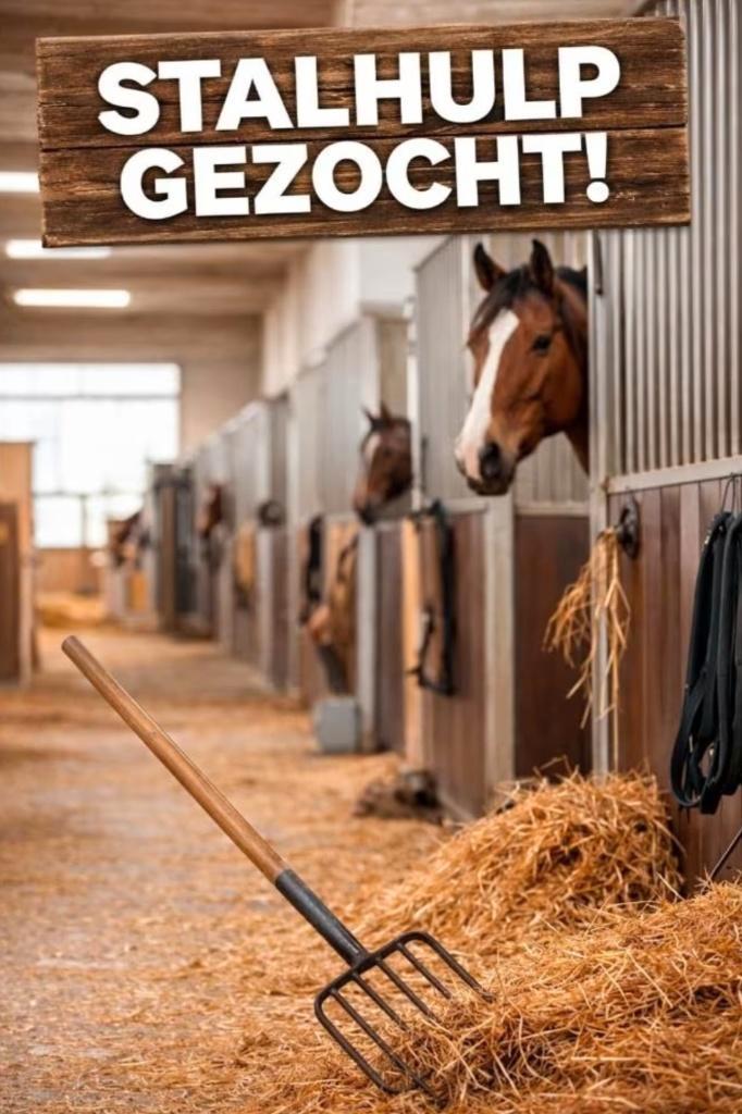 Stalhulp Gezocht !!, Dieren en Toebehoren, Stalling en Weidegang, Stalling, Weidegang, 4 paarden of pony's of meer