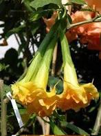 Brugmansia Wuppergold, Volle zon, Vaste plant, Zomer, Ophalen