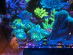 Diverse stekken SPS en LPS zeeaquarium, Dieren en Toebehoren, Overige typen