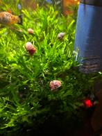 Posthoornslakken, Vis