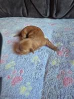 Maltipoo puppy, Dieren en Toebehoren, Honden | Chihuahua's en Gezelschapshonden, Rabiës (hondsdolheid), Overige rassen, 8 tot 15 weken