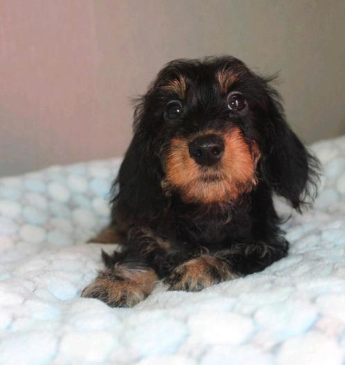 Ruwhaar teckel reutje pup met fci stamboom, Dieren en Toebehoren, Honden | Teckels en Dashonden, Reu, Ruwhaar, Dwerg, Fokker | Hobbymatig