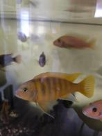 Cichlide Maylanda Lombardoi, Dieren en Toebehoren, Vissen | Aquariumvissen, Vis
