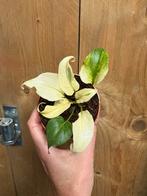 Philodendron xanadu variegata plant selloum albo mint white, Huis en Inrichting, Ophalen of Verzenden, Halfschaduw, Minder dan 100 cm