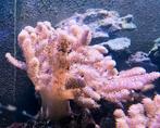 Capnella Kenia Tree, zeeaquarium Corals M-size (10cm), Vis