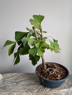 Ginkgo Biloba Japanse Notenboom Pre Bonsai, Tuin en Terras, Ophalen of Verzenden, Bloeit niet, Overige soorten, Minder dan 100 cm