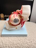 Oogmodel met Oogkas - Anatomisch, Ophalen