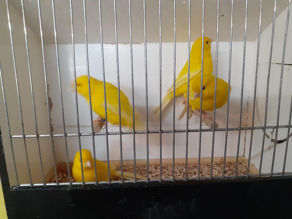 4 gele kanaries van 2025, Mannelijk, Kleurkanarie