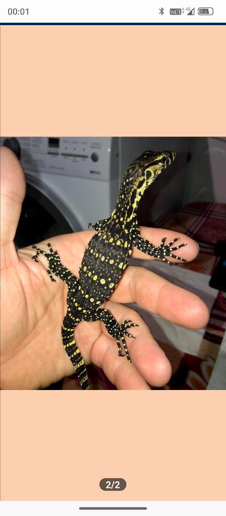 Varanus Salvatore java, Hagedis, 0 tot 2 jaar