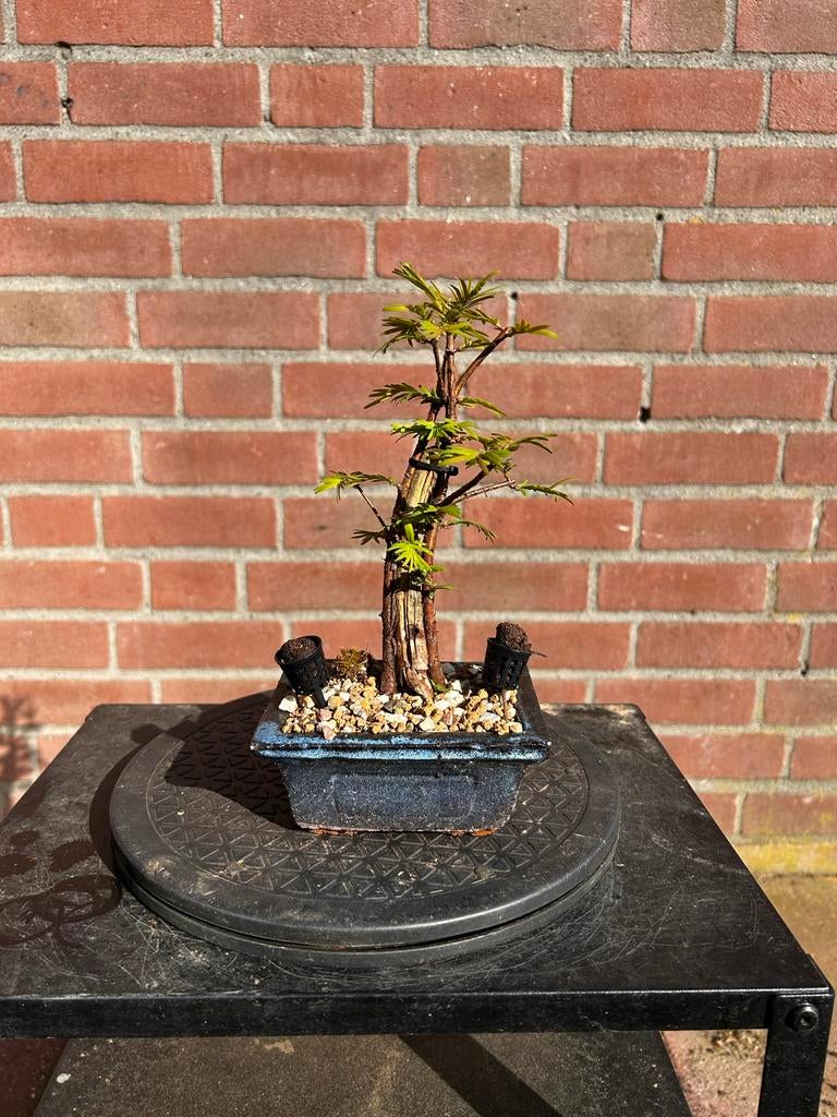 Sequoia (red wood) kleine tanuki bonsai, Vaste plant, Bloeit niet, Halfschaduw, Ophalen