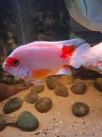 2 King Kong Parrot Cichlids / Santa Parrot papegaaicichlides, Vis