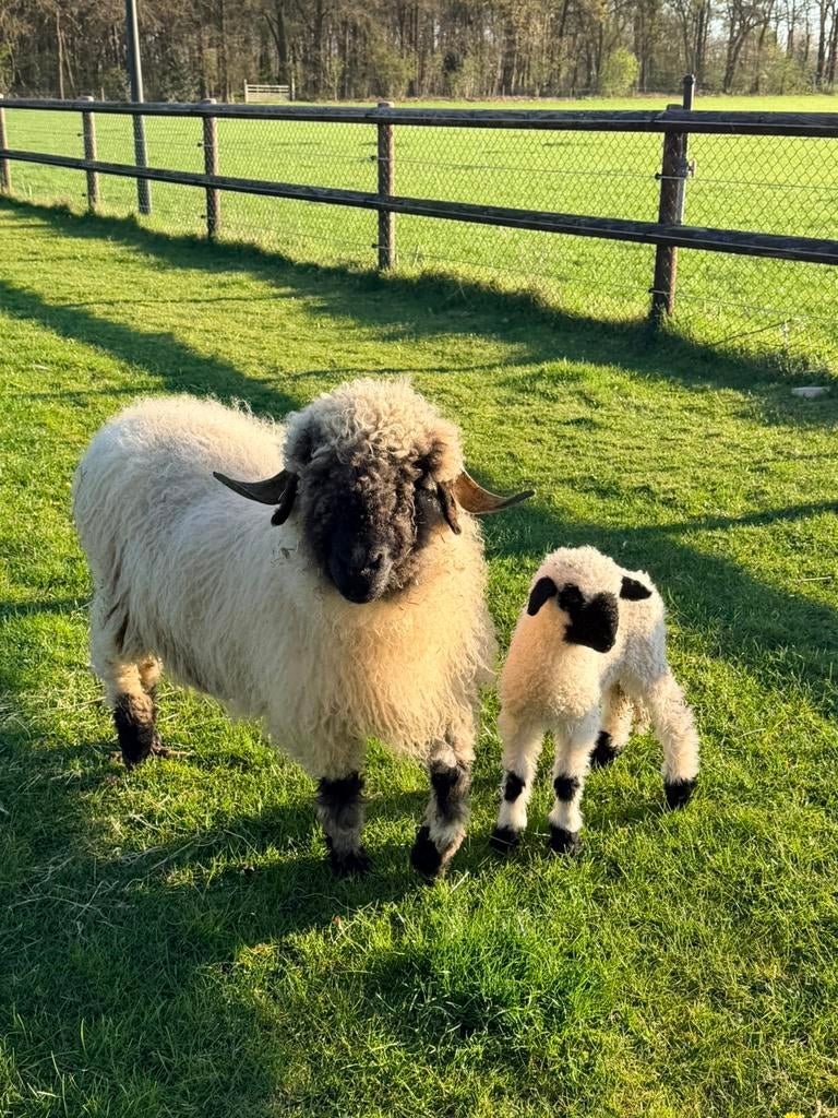 Walliser Schwartznase stamboek ooi met ooi lam, Vrouwelijk, Schaap