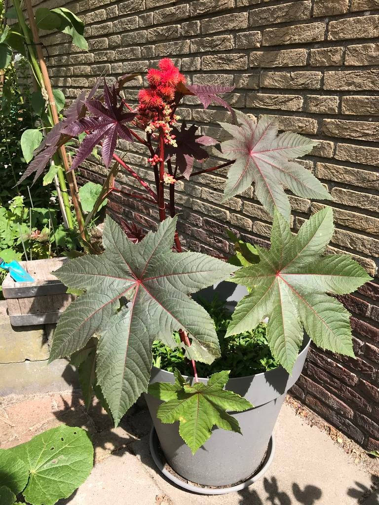 wonderboompitten. 10 zaden 2,00 euro., Ophalen of Verzenden, Voorjaar, Volle zon, Zaad