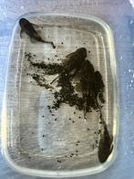 Ancistrus, Vis, Zoetwatervis, Schoolvis