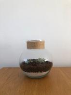 Mooi Plantenterrarium - stolp, Ophalen, Halfschaduw, Minder dan 100 cm