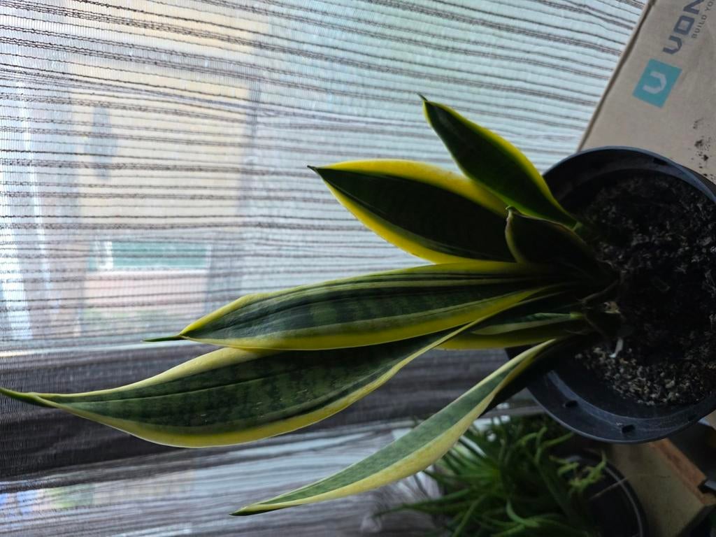 Sanseveria Vrouwentong - 3 planten in 1 pot, 40cm hoog, Huis en Inrichting, Kamerplanten, Vetplant, In pot, Minder dan 100 cm