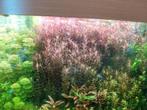 rotala harra supper red, Ophalen of Verzenden, Nieuw, Plant(en), Steen of Hout