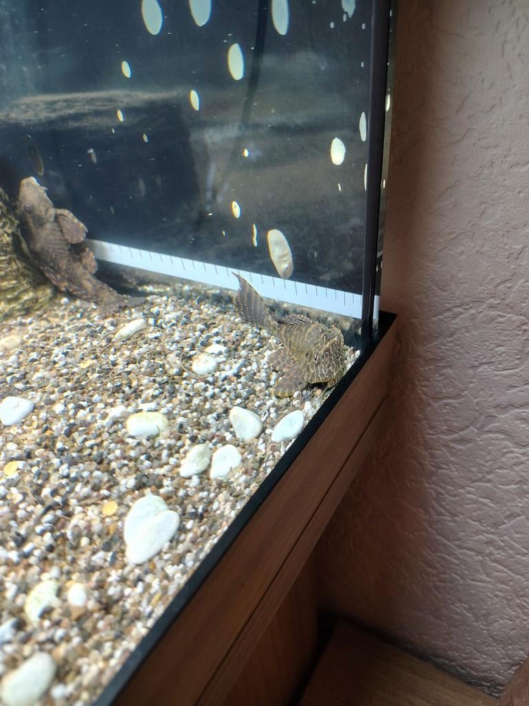 Pterygoplichthys gibbiceps – Zeilvin Pleco, Dieren en Toebehoren, Vissen | Aquariumvissen, Vis