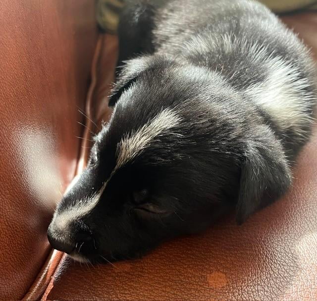 Border Collie Pups met Stamboom - Schapendrijvers, 8 tot 15 weken, Collie, Meerdere, Meerdere dieren