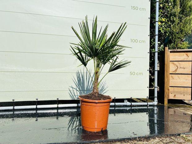 Palmboom - Trachycarpus Fortunei - stamhoogte 20 cm, Tuin en Terras, Planten | Bomen, Palmboom, 100 tot 250 cm, Volle zon, Zomer