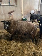 Blauwe texelaar, Vrouwelijk, Schaap