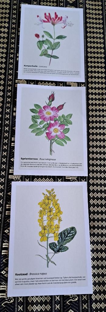 Bloemen geur ansicht kaarten set 12,2 x 17 cm, Ophalen of Verzenden, 1980 tot heden, Ongelopen, Natuur
