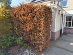 Gratis beukenhaag!, Tuin en Terras, Ophalen, Beukenhaag, Haag, 100 tot 250 cm