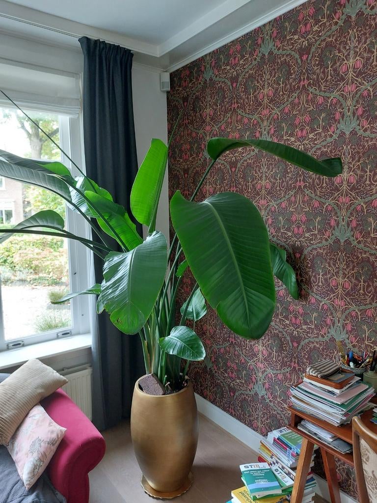 Twee grote goudkleurige  bloempotten, Tuin en Terras, Ophalen, Overige materialen, 40 cm of meer, Rond