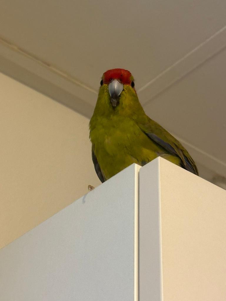 Kakari 4 maanden oud, Dieren en Toebehoren, Geslacht onbekend, Tam