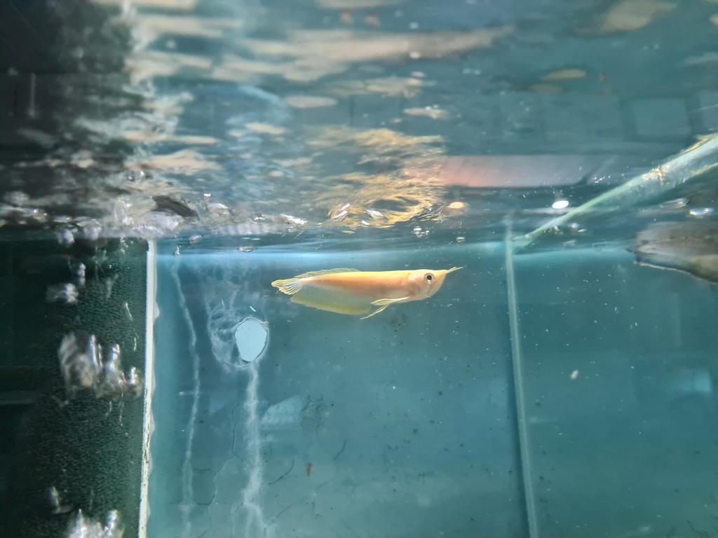 Albino Zilver Arowana, Osteoglossum Bicirrhosum Albino, Dieren en Toebehoren, Vis, Zoetwatervis