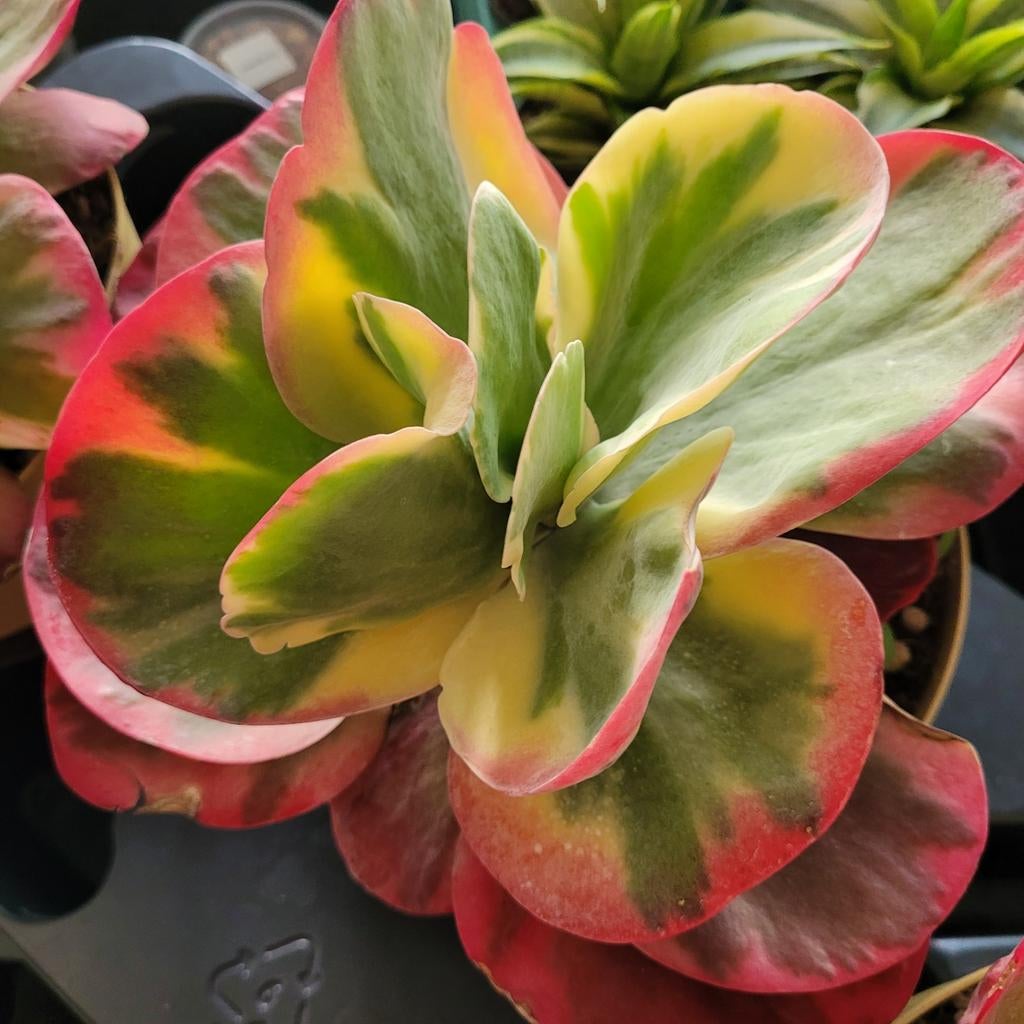 Kalanchoe thyrsiflora 'red lips', Huis en Inrichting, Kamerplanten, Ophalen of Verzenden, Halfschaduw, Minder dan 100 cm