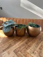 Bloempotten goud, Ophalen, Rond, Zo goed als nieuw, Aardewerk