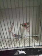 Diverse zebravinken xl tot xxl, Dieren en Toebehoren, Meerdere dieren