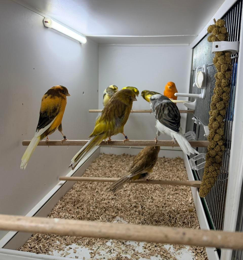 Yorkhire kanaries, Dieren en Toebehoren, Vogels | Kanaries, Meerdere dieren, Postuurkanarie