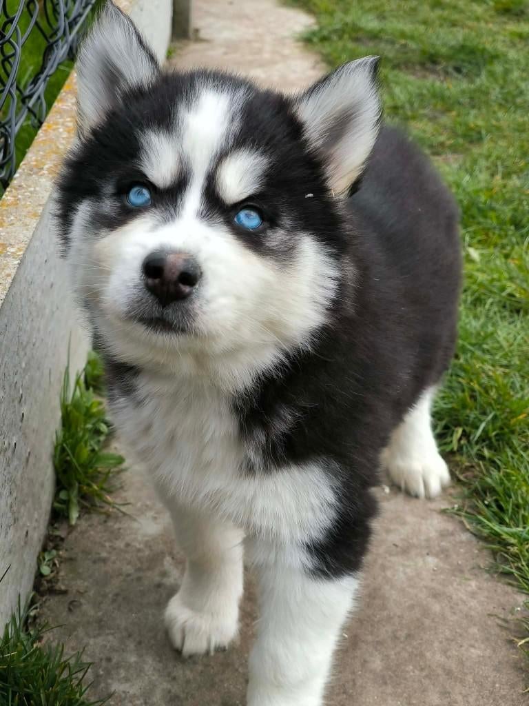 Prachtige Belgische Husky pupjes te koop, Dieren en Toebehoren, Honden | Poolhonden, Keeshonden en Oertypen, Parvo, België, Overige rassen