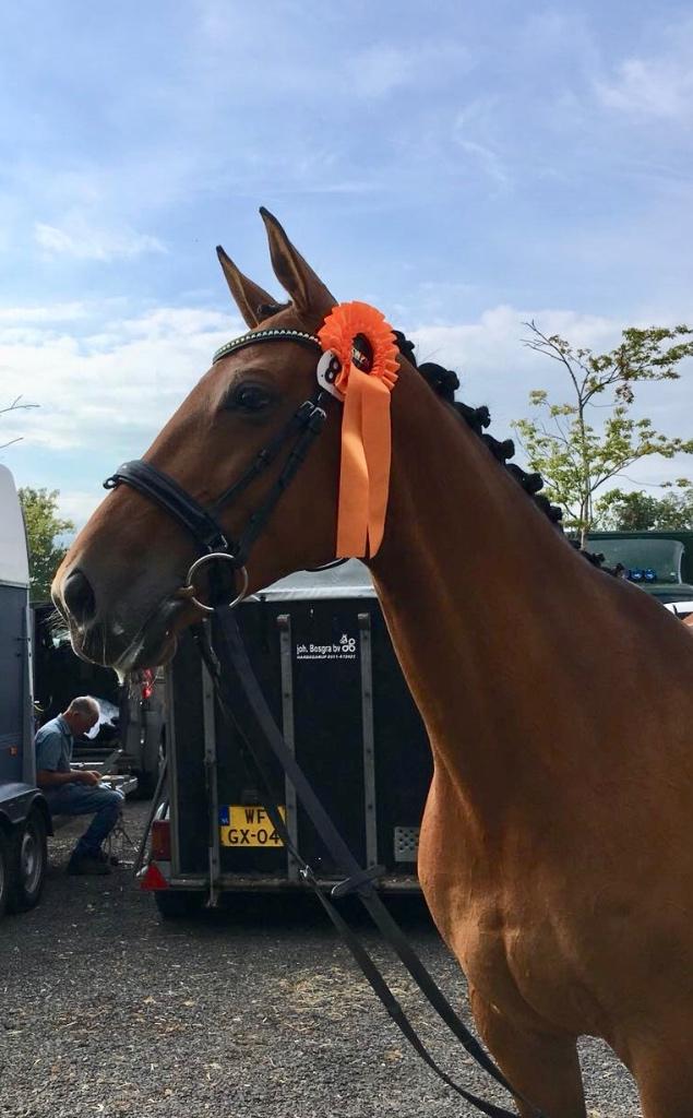 Elite (fok)merrie Apache x Houston te koop, Dieren en Toebehoren, Paarden, Merrie, M, 160 tot 165 cm, 11 jaar of ouder, Dressuurpaard