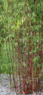 Rode Bamboe Te Koop, Tuin en Terras, Ophalen, Bamboe, 250 cm of meer