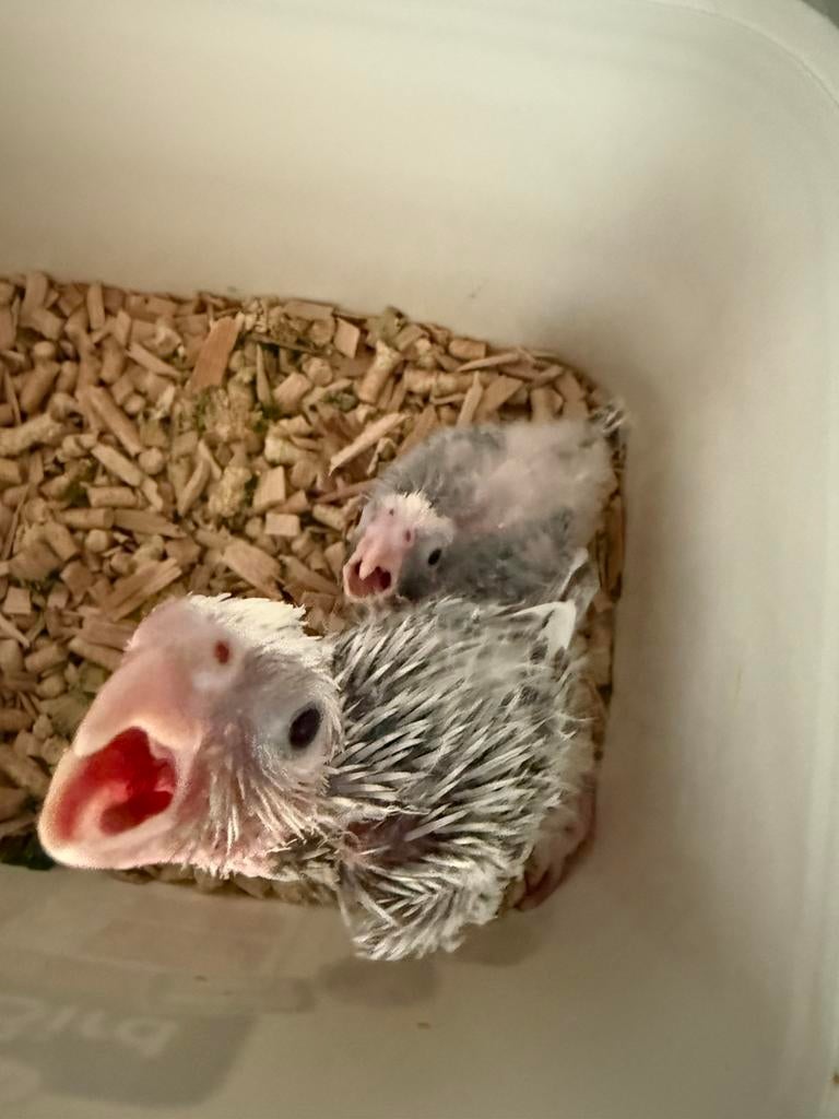 Laatste Valkparkiet baby te koop, Dieren en Toebehoren, Vogels | Parkieten en Papegaaien, Geslacht onbekend, Parkiet, Geringd