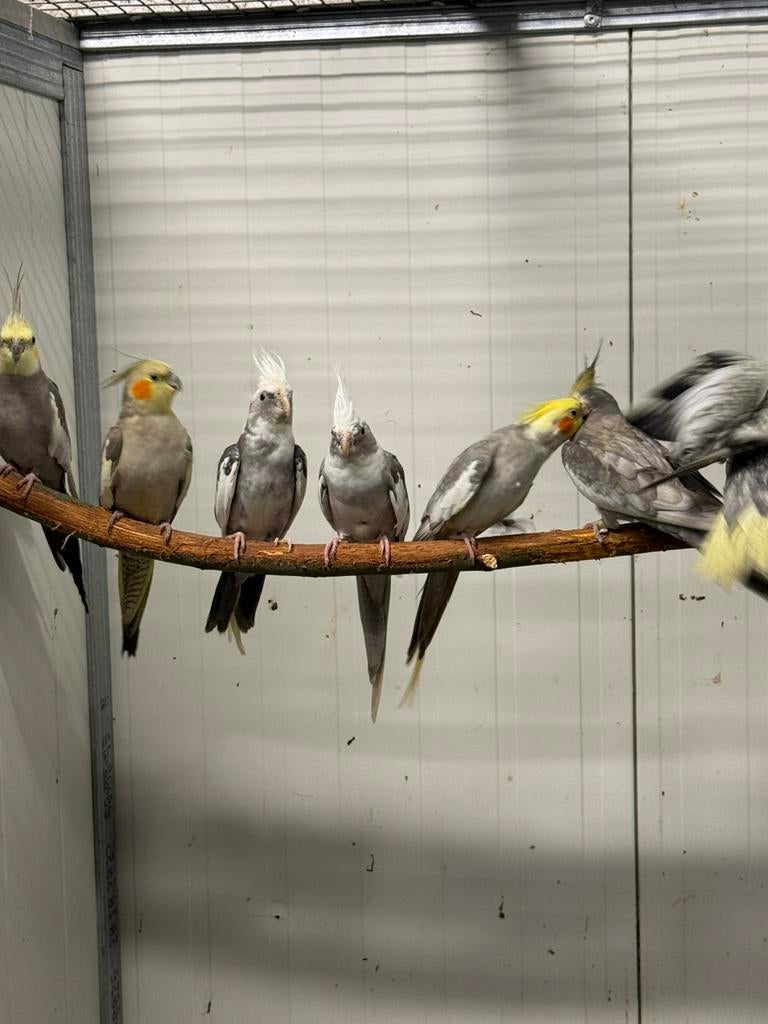 Diverse valkparkieten, Dieren en Toebehoren, Vogels | Parkieten en Papegaaien, Meerdere dieren, Parkiet