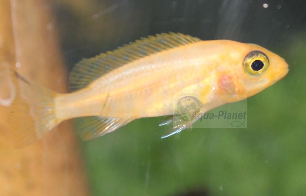 Aulonocara sp. "Red Dragon", Vis, Zoetwatervis