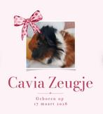 100% Raszuivere, lieve, tamme, jonge Cavia (Zeugje), Dieren en Toebehoren, Knaagdieren, Vrouwelijk, Tam, Maart, Cavia