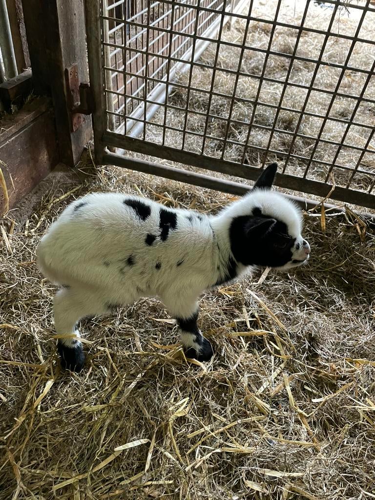 Gratis af te halen, Dieren en Toebehoren, Schapen, Geiten en Varkens, Vrouwelijk, Geit