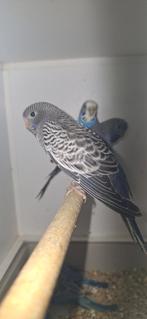 Mooie jonge blackface grasparkieten, Meerdere dieren, Parkiet