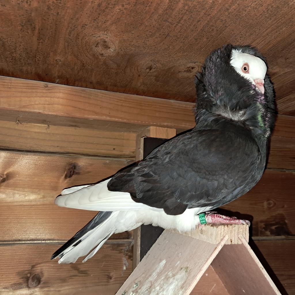 Doffers kapucijnduiven, Dieren en Toebehoren, Mannelijk