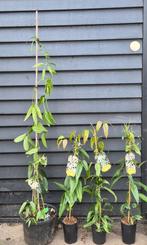 Clematis In soorten, Ophalen, Volle zon, Vaste plant, Klimplanten